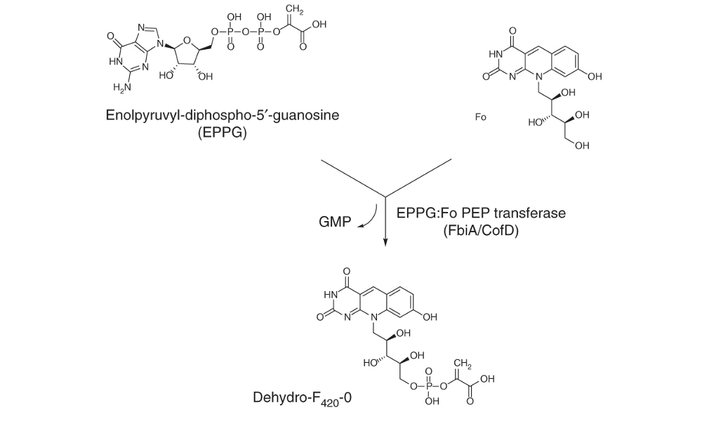 f420pathway