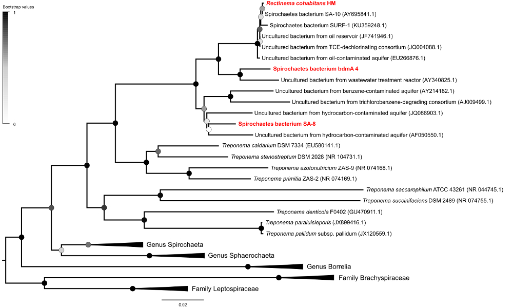 spirochaetestree